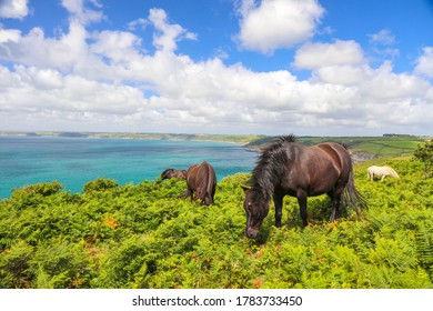 Domestic horses eating fern plants at Dodman point between Gorran Haven and Boswinger in South Cornwall, England, UK