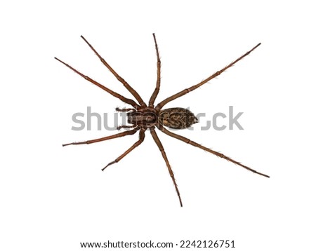domestic house spider or barn funnel weaver, tegenaria domesticus, isolated on white background, top view