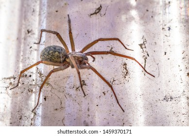 Domestic House Spider In Bright Sunshine