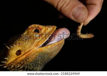 Domestic iguana eats a worm, close-up.