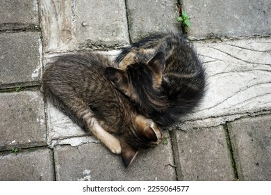 domestic kittens sleeping on the floor,selective focus - Shutterstock ID 2255064577