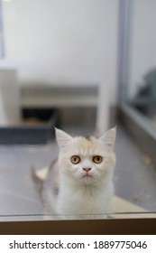 Domestic Kittens In The Window Of A Pet Store. Selling Pets Through Shops. Take The Pet Home From The Pet Store.