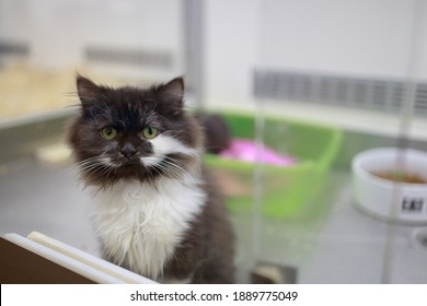 Domestic Kittens In The Window Of A Pet Store. Selling Pets Through Shops. Take The Pet Home From The Pet Store.