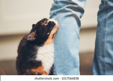 Domestic life with pet. Cat welcome his owner (young man) at home.   - Powered by Shutterstock