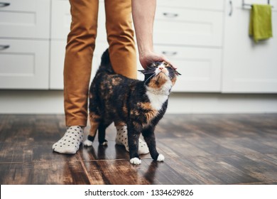 Domestic life with pet. Cat welcome his owner (young man) at home. 