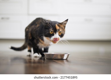 Domestic life with pet. Cute brown cat eating from metal bowl at home.