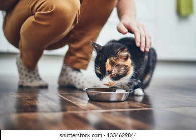 Domestic life with pet. Cute cat eating from bowl at home kitchen.