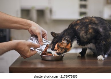 Domestic life with pet. Man feeding his hungry cat at home.