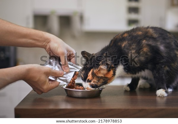 Domestic life with pet. Man feeding his hungry\
cat at home.\

