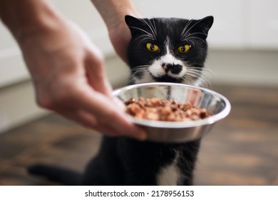 Domestic life with pet. Man giving feeding his hungry cat at home.