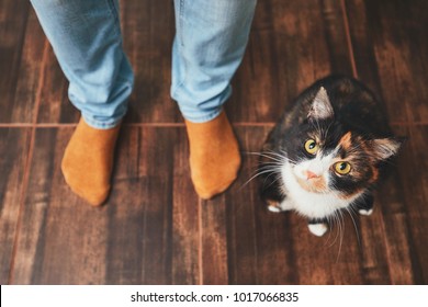 Domestic Life With Pet. Playful Cat And His Owner (young Man) At Home.  