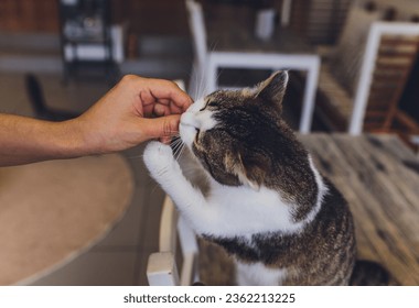 Domestic life with pet. Young man gives his cat meat snack - Powered by Shutterstock