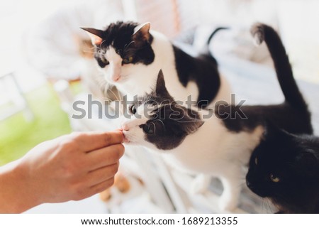 Domestic life with pet. Young man gives his cat meat snack.