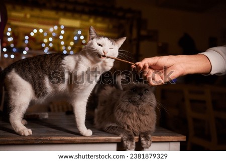 Domestic life with pet. Young man gives his cat meat snack