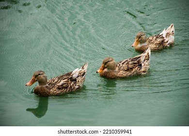 Domestic Local Duck Family Swimming And Floating Water On Pond Lake In Garden Park At Outdoor Of Bangkok, Thailand