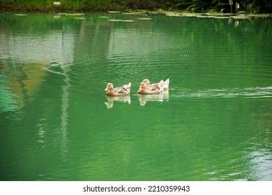 Domestic Local Duck Family Swimming And Floating Water On Pond Lake In Garden Park At Outdoor Of Bangkok, Thailand