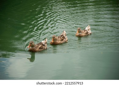 Domestic Local Duck Family Swimming And Floating Water On Pond Lake In Garden Park At Outdoor Of Bangkok, Thailand