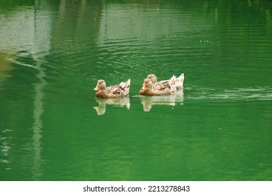 Domestic Local Duck Family Swimming And Floating Water On Pond Lake In Garden Park At Outdoor Of Bangkok, Thailand