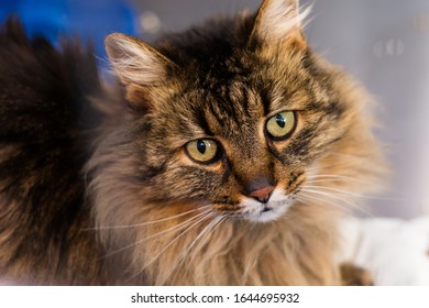 Longhair Cat High Res Stock Images Shutterstock