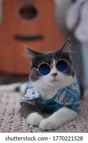 Domestic Medium Hair Cat In Hawaiian Shirt Wearing Sunglasses Lying And Relaxing On Knitted Woolen Chunky Blanket. Blur Of Guitar On Background.