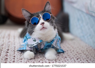 Domestic medium hair cat in Hawaiian shirt wearing sunglasses lying and relaxing on knitted woolen chunky blanket. Blur of guitar on background.