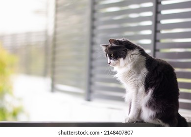 Domestic medium hair cat looking down and siting on glass balustrade balcony, Blurred background, Relaxed domestic cat at home. - Shutterstock ID 2148407807