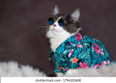 Domestic medium hair cat in Summer Tropical Flowers shirt wearing sunglasses lying and relaxing on Fur Wool Carpet. Blurred background. Relaxed domestic cat at home, indoor - Shutterstock ID 1796102608