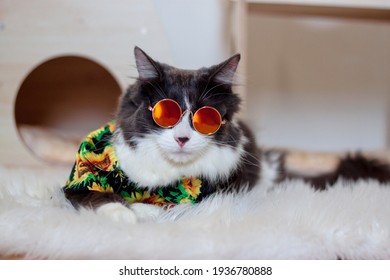 Domestic Medium Hair Cat In Summer Sunflower Oil Painting Shirt Wearing Sunglasses Lying And Relaxing On Fur Wool Carpet. Blurred Background. Relaxed Domestic Cat At Home, Indoor