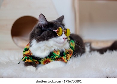 Domestic medium hair cat in Summer Sunflower Oil Painting shirt wearing sunglasses lying and relaxing on Fur Wool Carpet. Blurred background. Relaxed domestic cat at home, indoor