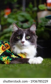 Domestic Medium Hair Cat In Summer Sunflower Shirt Lying And Relaxing On Grass In The Back Yard On A Sunny Day.