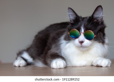 Domestic medium hair cat wearing sunglasses. Blurred background. Relaxed domestic cat at home, indoor