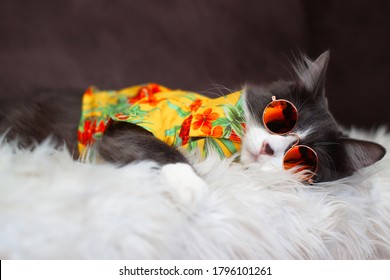 Domestic Medium Hair Cat In Yellow Summer Shirt Wearing Sunglasses Lying And Relaxing On Fur Wool Carpet. Blurred Background. Relaxed Domestic Cat At Home, Indoor