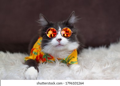 Domestic Medium Hair Cat In Yellow Summer Shirt Wearing Sunglasses Lying And Relaxing On Fur Wool Carpet. Blurred Background. Relaxed Domestic Cat At Home, Indoor