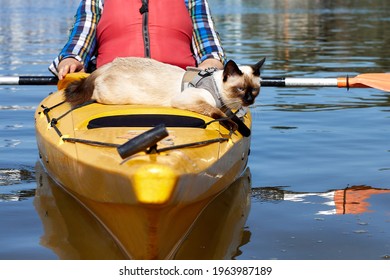 Domestic Mekong Bobtail (siames) Cat Enjoys Freedom Outside The House On Kayaking In The River With Owner In The Summer Morning In Nature. A Playful Cat In An Yellow Kayak Rests