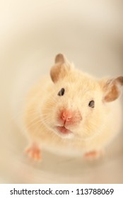 Domestic mouse crawling on a studio table