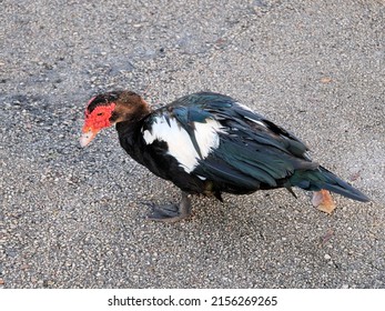 Domestic Muscovy Duck In Jupiter Beach Florida 