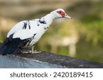 Domestic Muscovy duck natural animals 