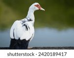 Domestic Muscovy duck natural animals 