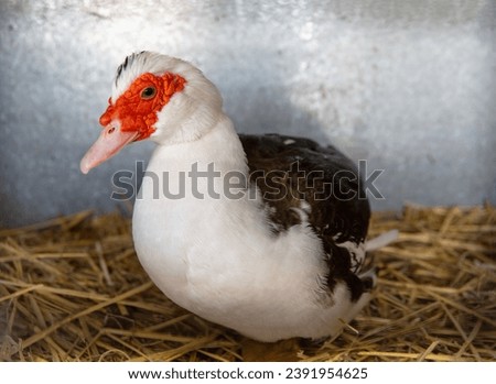 Domestic Muscovy Duck with Red Face, White, and Black Colored Plumage in a Cage with Straw