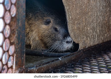 Domestic Nutria Imagenes Fotos De Stock Y Vectores Shutterstock