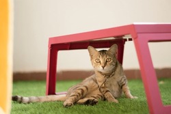A Domestic Pet Cat Being Playful In A Balcony With Artificial Grass Mat, A Red Stool Chair And Open Glass Door 