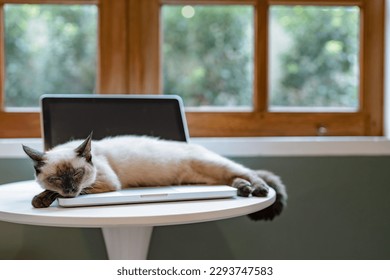 Domestic Pet Cat lying down on laptop.
 - Powered by Shutterstock