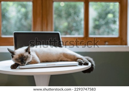 Domestic Pet Cat lying down on laptop.

