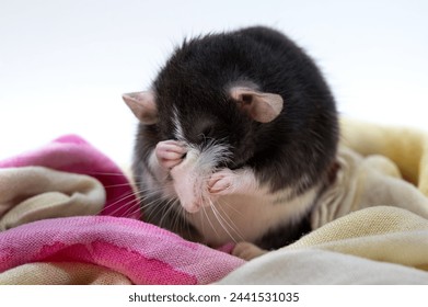 Domestic Pet Fancy Rat Dumbo ears black with blaze