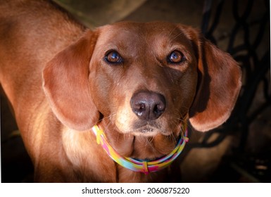 Domestic Pet, Serbian Scent Hound Dog Looking Up And Alert