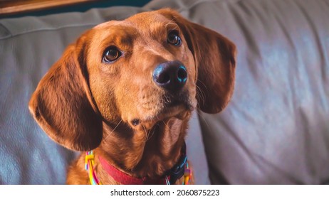 Domestic Pet, Serbian Scent Hound Dog Looking Up And Alert