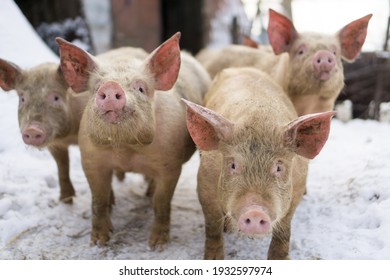 
Domestic pig, farm animal posing in winter scene. 