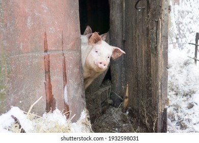 
Domestic Pig, Farm Animal Posing In Winter Scene. 