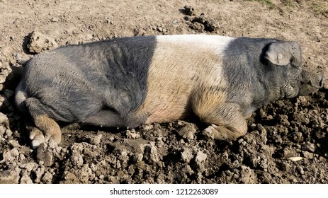 Domestic pig lies in a wallow.