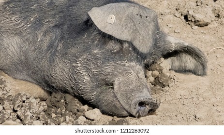 Domestic pig lies in a wallow.